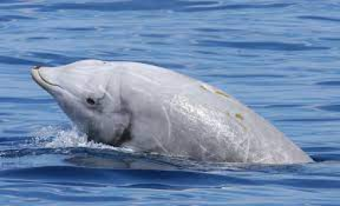 Avvistato cetaceo dal becco di Cuvier al largo della costa siracusana